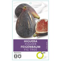 HIGUERA NAPOLITANA NEGRA