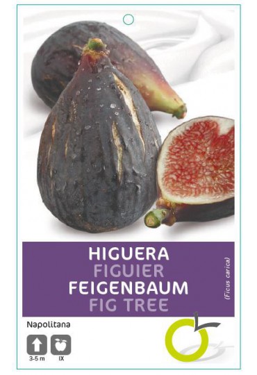 HIGUERA NAPOLITANA NEGRA