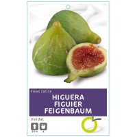 HIGUERA VERDAL