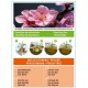 MELOCOTONERO BABY GOLD
