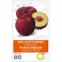 MELOCOTONERO SPRING CREST 