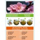 MELOCOTONERO SPRING CREST 