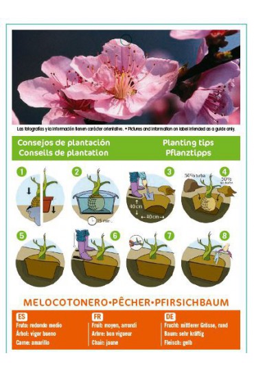 MELOCOTONERO SUDANELL