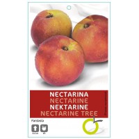 NECTARINA FANTASIA