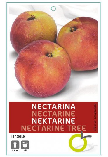 NECTARINA FANTASIA