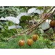 KIWI MACHO / HEMBRA