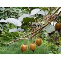 KIWI MACHO / HEMBRA
