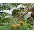 KIWI MACHO / HEMBRA, ACTINIDIA DELICIOSA HAYWARD