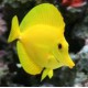 ZEBRASOMA FLAVESCENS