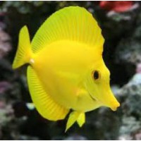ZEBRASOMA FLAVESCENS