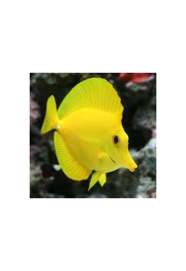 ZEBRASOMA FLAVESCENS