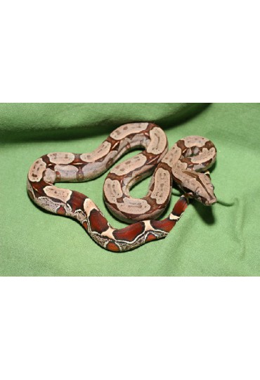 BOA CONSTRUCTORA, BOA CONSTRICTOR IMPERATOR BOA CONSTRUCTORA, BOA CONSTRICTOR IMPERATOR