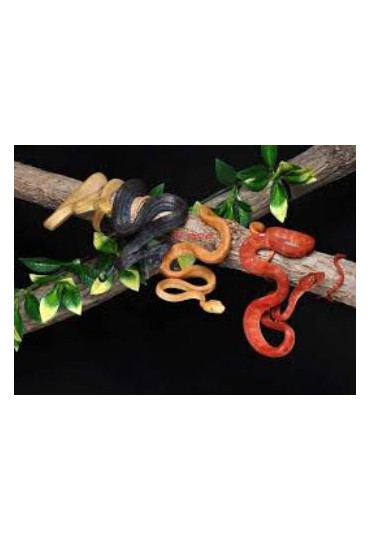 BOA ARBORÍCOLA, CORALLUS HORTULANUS BOA ARBORÍCOLA, CORALLUS HORTULANUS