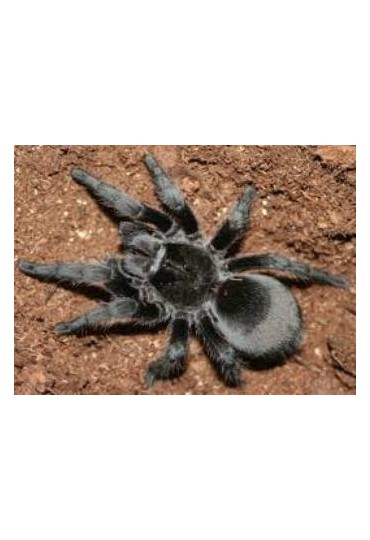 TARANTULA NEGRA DE BRASIL, GRAMMOSTOLA PULCHRA TARANTULA NEGRA DE BRASIL, GRAMMOSTOLA PULCHRA
