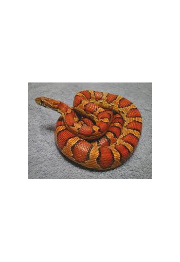 SERPIENTE DEL MAIZAL, ELAPHE GUTTATA SERPIENTE DEL MAIZAL, ELAPHE GUTTATA
