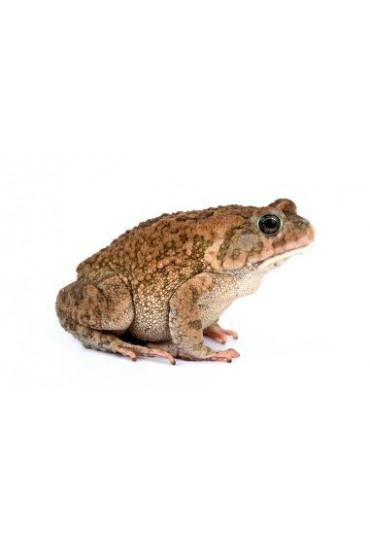 SAPO PANTERA AFRICANO, BUFO REGULARIS SAPO PANTERA AFRICANO, BUFO REGULARIS