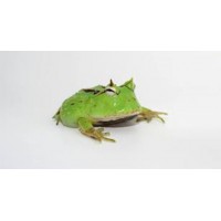 RANA CORNUDA, CERATOPHRYS CORNUTA