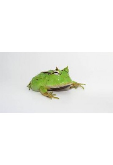RANA CORNUDA, CERATOPHRYS CORNUTA RANA CORNUDA, CERATOPHRYS CORNUTA