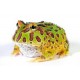 RANA PACMAN, CERATOPHRYS CRANWELLY