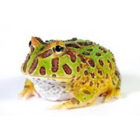 RANA PACMAN, CERATOPHRYS CRANWELLY