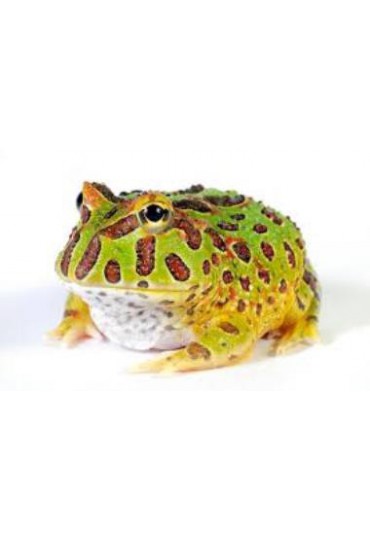RANA PACMAN, CERATOPHRYS CRANWELLY RANA PACMAN, CERATOPHRYS CRANWELLY