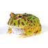 RANA PACMAN, CERATOPHRYS CRANWELLY