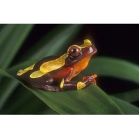 RANA ARBORICOLA AMARILLA, HYLA LEUCOPHYLLATA
