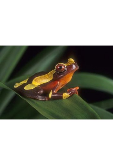 RANA ARBORICOLA AMARILLA, HYLA LEUCOPHYLLATA RANA ARBORICOLA AMARILLA, HYLA LEUCOPHYLLATA