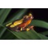 RANA ARBORICOLA AMARILLA, HYLA LEUCOPHYLLATA