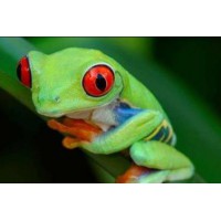 RANA OJOS ROJOS, AGALICHNYS CALLIDRYAS 