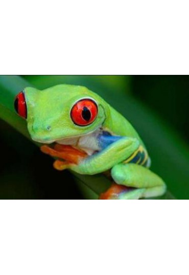 RANA OJOS ROJOS, AGALICHNYS CALLIDRYAS RANA OJOS ROJOS, AGALICHNYS CALLIDRYAS