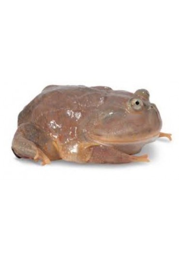 RANA DE BUDGETT, LEPIDOBATRACHUS LAEVIS RANA DE BUDGETT, LEPIDOBATRACHUS LAEVIS