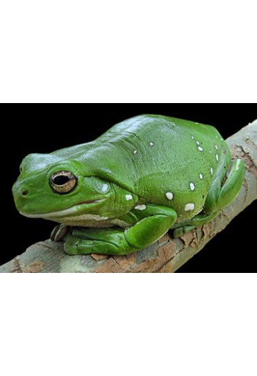 RANA ARBORICORA DE WHITE, LITORIA CAERULA RANA ARBORICORA DE WHITE, LITORIA CAERULA
