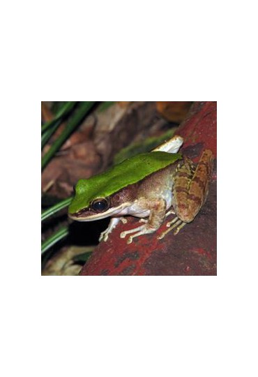 RANA DE LOS ARROZALES, RANA LIVIDA RANA DE LOS ARROZALES, RANA LIVIDA