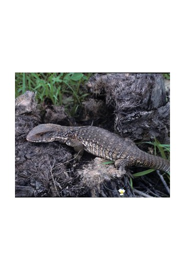 VARANO DE LA SABANA, VARANUS EXANTHEMATICUS VARANO DE LA SABANA, VARANUS EXANTHEMATICUS