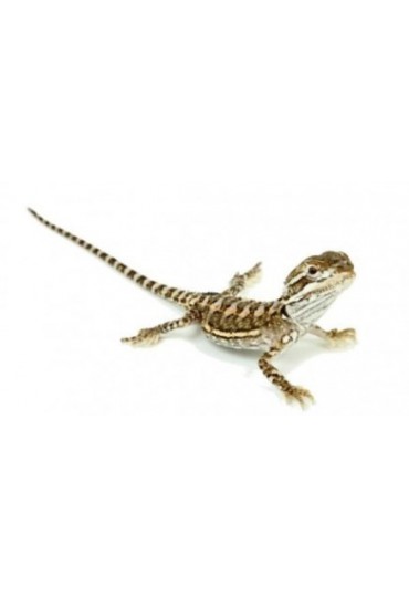 DRAGON BARBUDO ADULTO, POGONA VITTICEPS DRAGON BARBUDO ADULTO, POGONA VITTICEPS