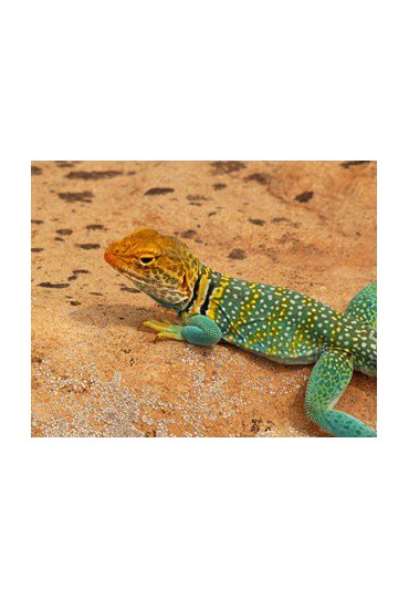 LAGARTO DE COLLAR DEL DESIERTO, CROTAPHYTUS COLLAR LAGARTO DE COLLAR DEL DESIERTO, CROTAPHYTUS COLLAR