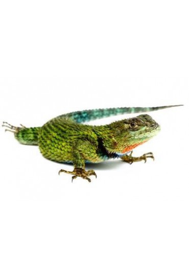 LAGARTO ERIZO ESMERALDA, SCELOPORUS MALACHITICUS LAGARTO ERIZO ESMERALDA, SCELOPORUS MALACHITICUS