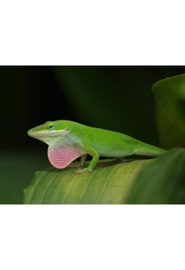 LAGARTO ANOLIS CAROLINENSIS LAGARTO ANOLIS CAROLINENSIS