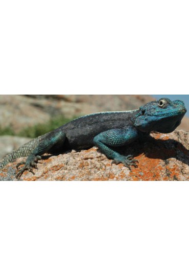 AGAMA ATRA, AGAMA DE CAMERUN AGAMA ATRA, AGAMA DE CAMERUN