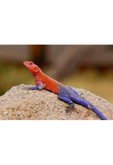 AGAMA DE CABEZA ROJA. AGAMA AGAMA AGAMA DE CABEZA ROJA. AGAMA AGAMA