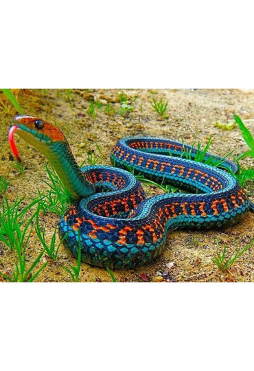 ULEBRA JARRETERA, THAMNOPHIS SAURITIS ULEBRA JARRETERA, THAMNOPHIS SAURITIS