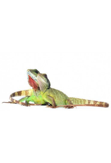 DRAGON ACUATICO, PHYSIGNATHUS COCINCINUS DRAGON ACUATICO, PHYSIGNATHUS COCINCINUS