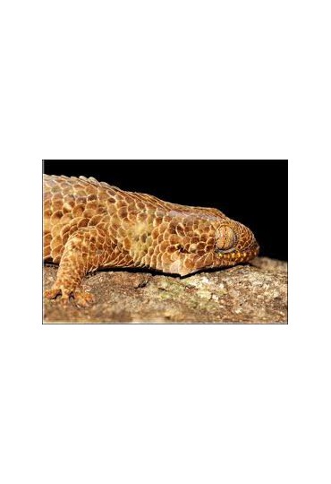 GECKO ESCAMOSO DE MADAGASCAR, GECKOLEPIS MACULATA GECKO ESCAMOSO DE MADAGASCAR, GECKOLEPIS MACULATA