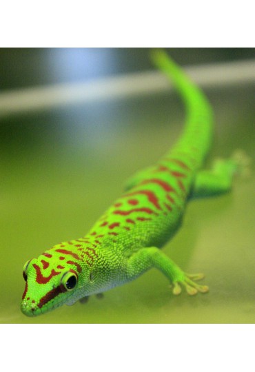 GECKO DIURNO GIGANTE, PHELSUMA MADASCARIENSIS GR GECKO DIURNO GIGANTE, PHELSUMA MADASCARIENSIS GR
