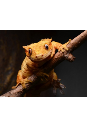 GECKO CRESTADO, RHACODACTYLIS CILIATUS GECKO CRESTADO, RHACODACTYLIS CILIATUS