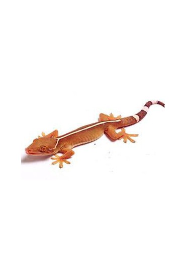 GECKO DE PALMERA, GECKO VITTATUS GECKO DE PALMERA, GECKO VITTATUS