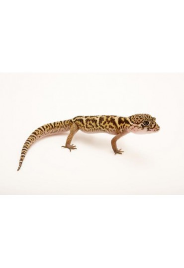 GECKO ATIGRADO AMERICANO, COLEONYX MITRATUS GECKO ATIGRADO AMERICANO, COLEONYX MITRATUS