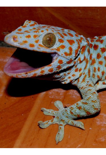 GECKO, GECKO TOKAY GECKO, GECKO TOKAY