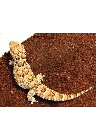 GECKO RUGOSO, PACHYDACTYLUS RUGOSUS GECKO RUGOSO, PACHYDACTYLUS RUGOSUS